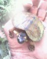/album/fotogaleria-de-la-granja/tortuga-en-la-mano-jpg/